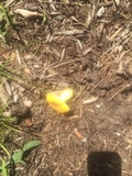 Russula lutea image