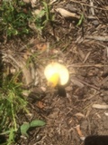 Russula lutea image