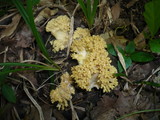 Ramaria flava image
