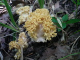 Ramaria flava image