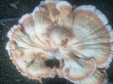 Laetiporus cincinnatus image