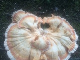 Laetiporus cincinnatus image