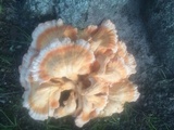 Laetiporus cincinnatus image
