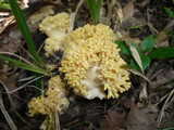 Ramaria flava image