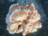 Laetiporus cincinnatus image