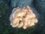 Laetiporus cincinnatus image
