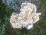 Meripilus sumstinei image