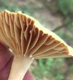 Lactarius marylandicus image