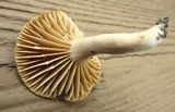 Lactarius marylandicus image