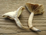Lactarius marylandicus image