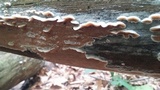 Gloeoporus dichrous image
