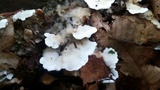 Gloeoporus dichrous image