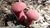 Boletus carminiporus image