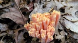 Ramaria formosa image