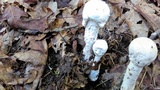 Hypomyces hyalinus image