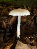 Lepiota clypeolaria image