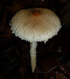 Lepiota clypeolaria image
