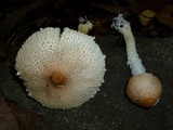 Lepiota clypeolaria image