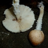 Lepiota clypeolaria image