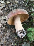Lactifluus corrugis image
