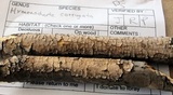 Hymenochaete corrugata image
