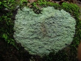 Porpidia albocaerulescens var. albocaerulescens image