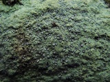 Porpidia albocaerulescens var. albocaerulescens image