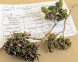 Taphrina robinsoniana image