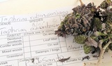 Taphrina robinsoniana image