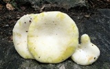 Pleurotus dryinus image