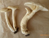 Lactarius subvernalis image