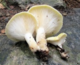 Pleurotus dryinus image
