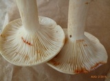 Lactarius subvernalis image