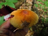 Cortinarius corrugatus image
