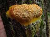 Fuligo septica image