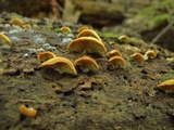 Crepidotus applanatus image
