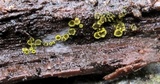 Amicodisca svrcekii image