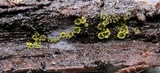 Amicodisca svrcekii image
