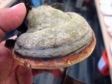 Fomitopsis mounceae image