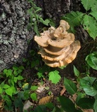 Bondarzewia berkeleyi image