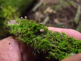 Mycena corticola image