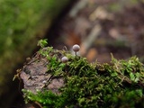 Mycena corticola image