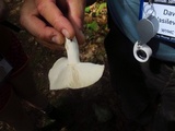 Russula variata image