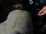 Russula variata image