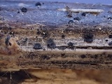 Pyrenopeziza revincta image