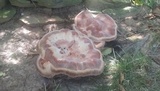 Laetiporus persicinus image