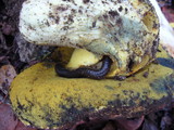 Boletus regius image