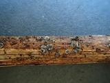 Pyrenopeziza revincta image