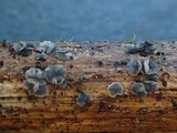 Pyrenopeziza revincta image