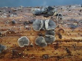 Pyrenopeziza revincta image